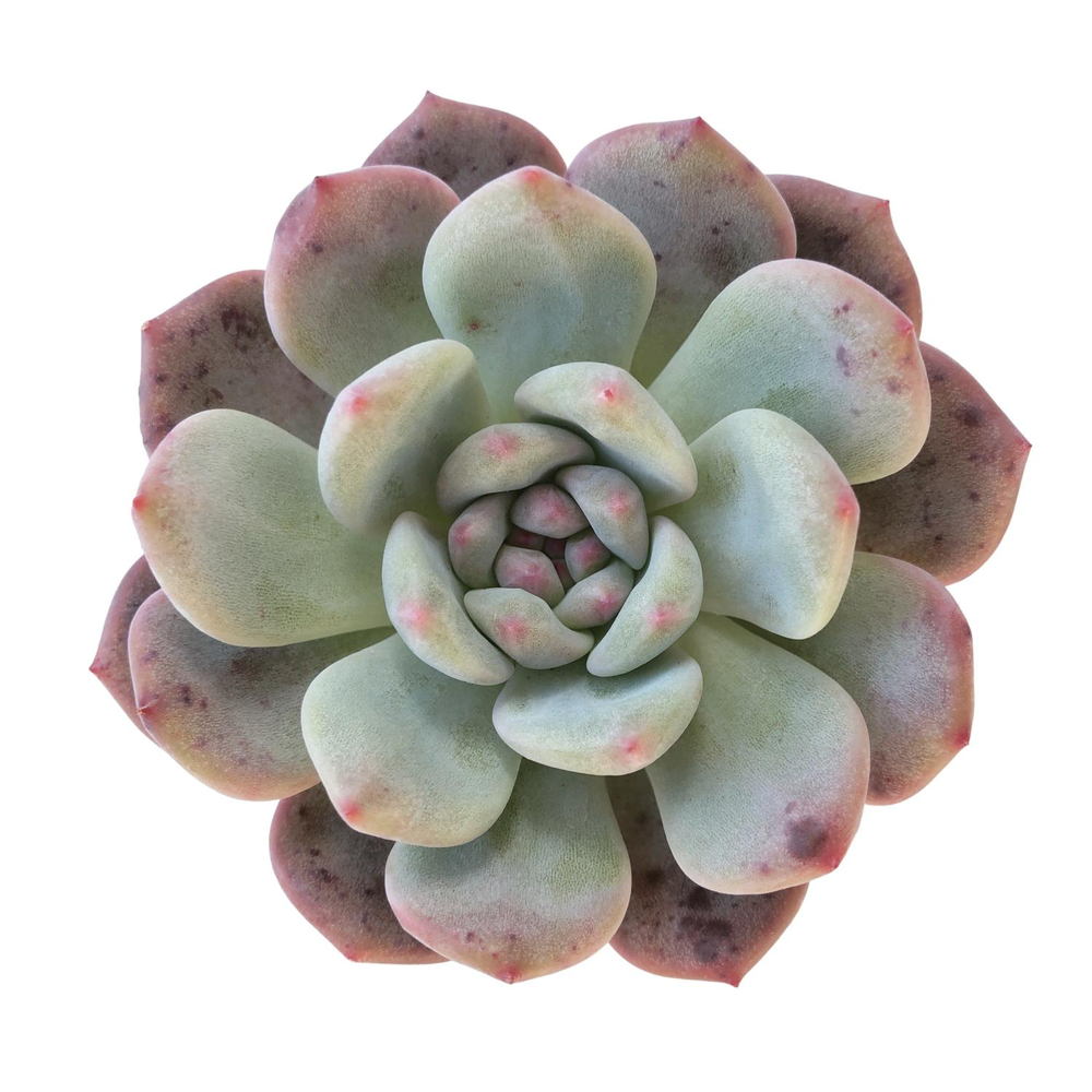 SALE! Echeveria Ariel