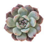 SALE! Echeveria Ariel