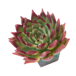 SALE! Echeveria Agavoides Sp.