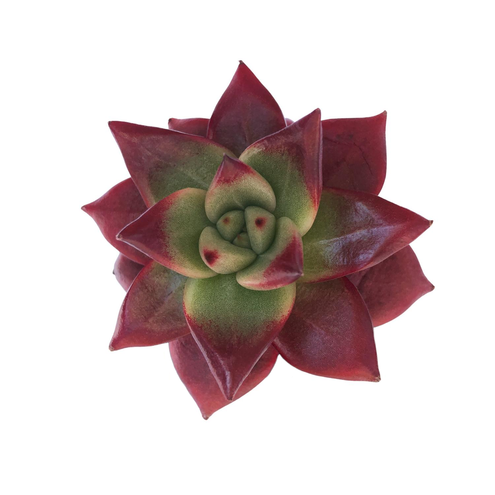 SALE! Echeveria Agavoides Super Ocean