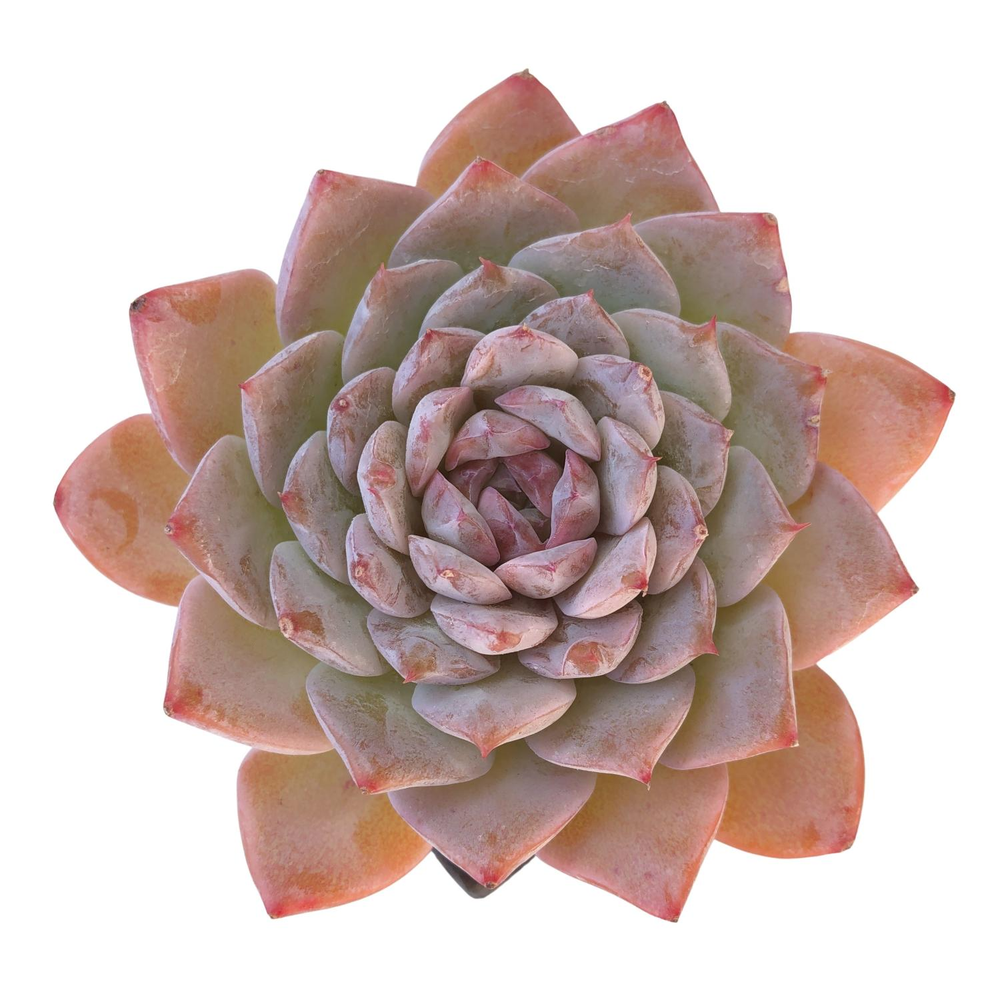 SALE! Echeveria Elio