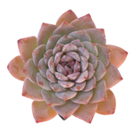 SALE! Echeveria Elio