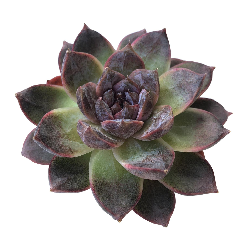 SALE! Echeveria White Soul