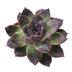 SALE! Echeveria White Soul