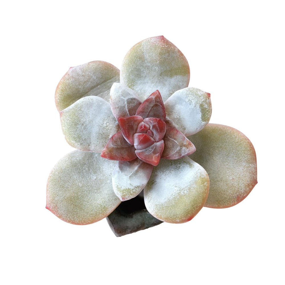 SALE! Echeveria Trumso