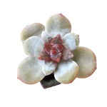 SALE! Echeveria Trumso