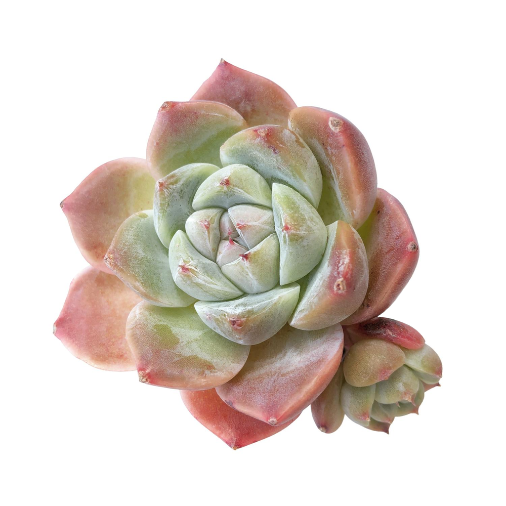 SALE! Echeveria Alba Beauty
