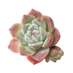 SALE! Echeveria Alba Beauty