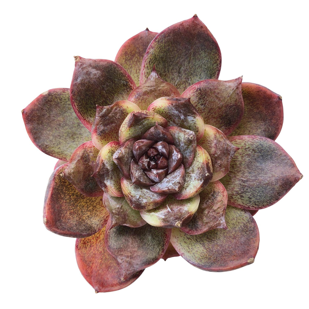 SALE! Echeveria White Soul Mutation