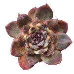 SALE! Echeveria White Soul Mutation