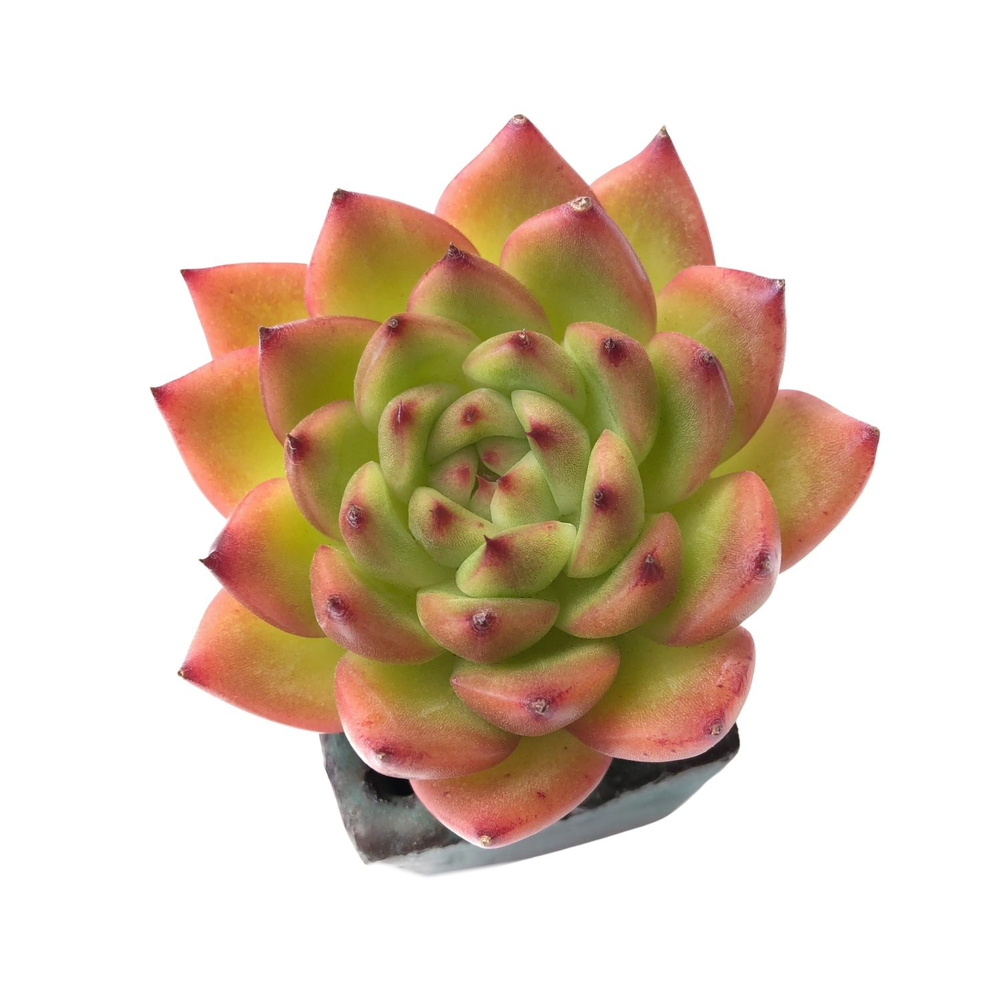 SALE! Echeveria Agavoides Charlotte
