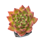 SALE! Echeveria Agavoides Charlotte
