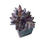 SALE! Echeveria Black Raccoon