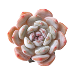 SALE! Echeveria Orange Monroe