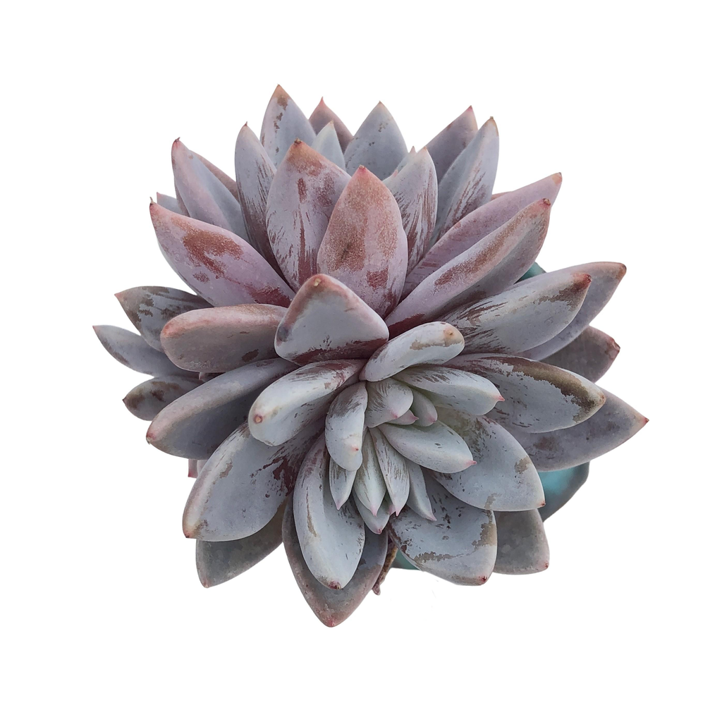 Echeveria Lulu Cluster – Cedar Creek Farmhouse