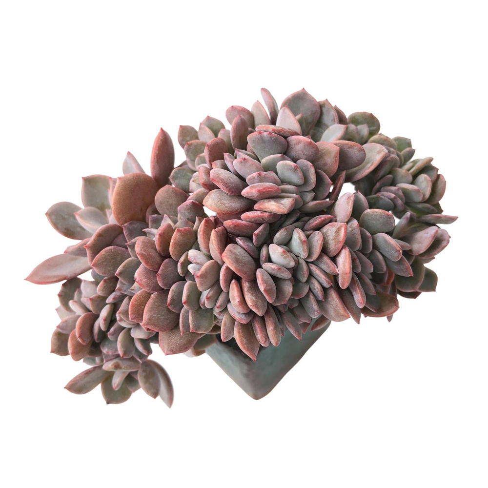 SALE! Graptoveria Debbie, Cristata