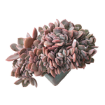 SALE! Graptoveria Debbie, Cristata