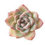 SALE! Echeveria Amabile