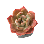SALE! Echeveria Glam Pink