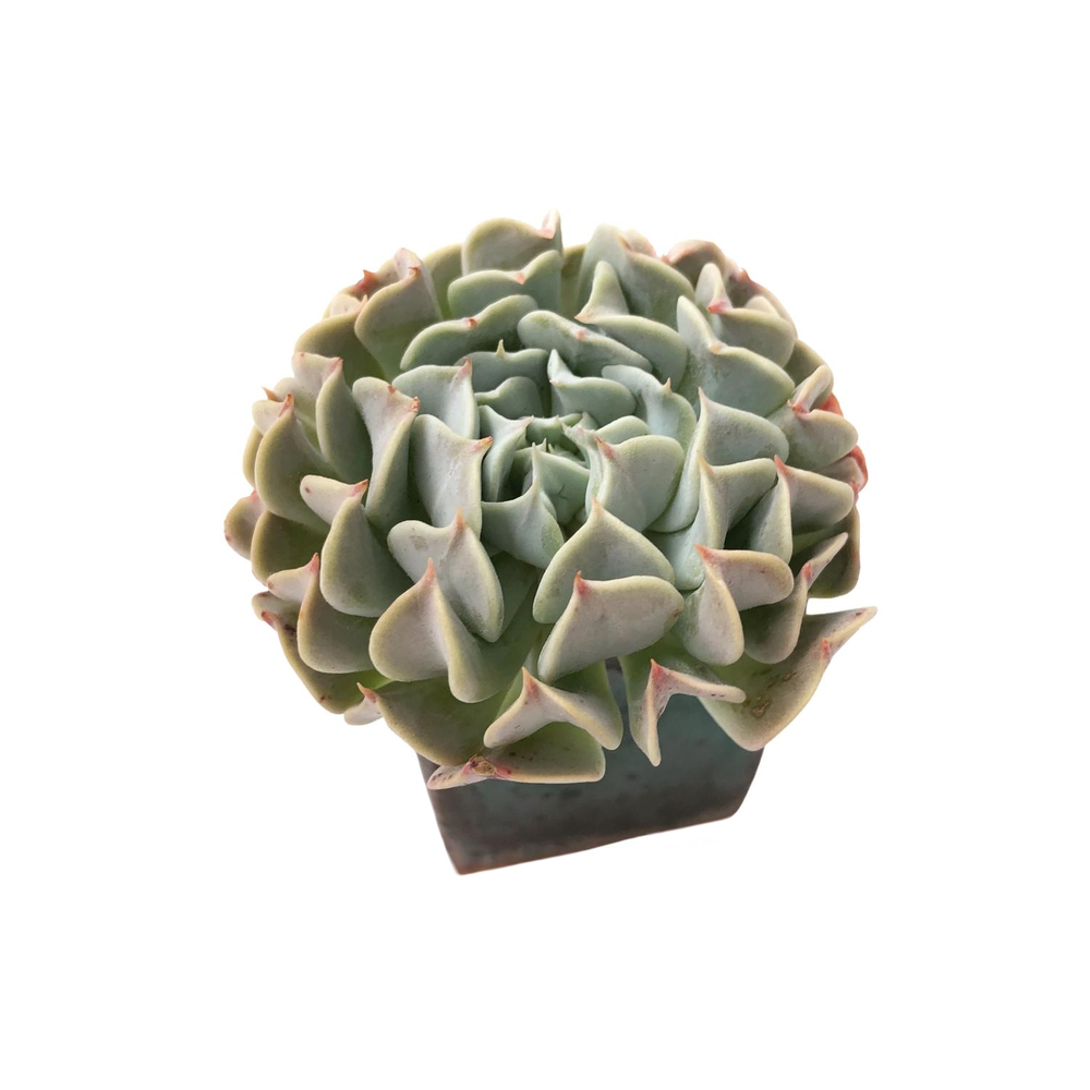 SALE! Echeveria Revolution