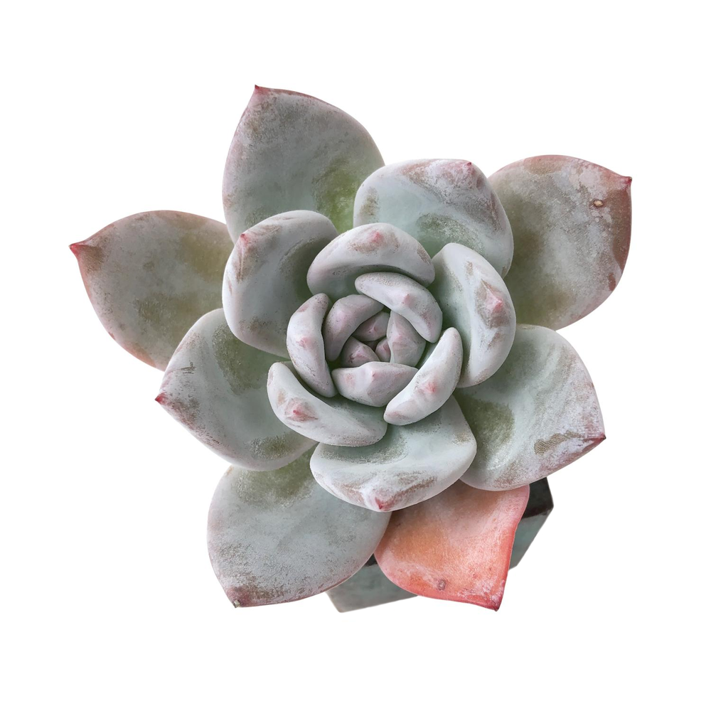 SALE! Echeveria Ivory