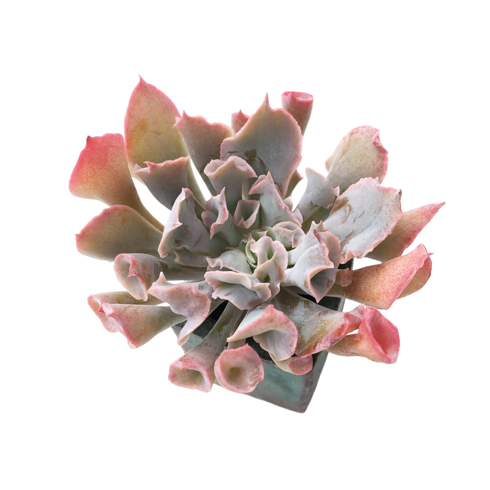SALE! Echeveria Trumpet Pinky
