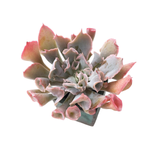 SALE! Echeveria Trumpet Pinky