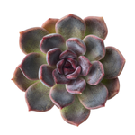 SALE! Echeveria Dark Chocolate
