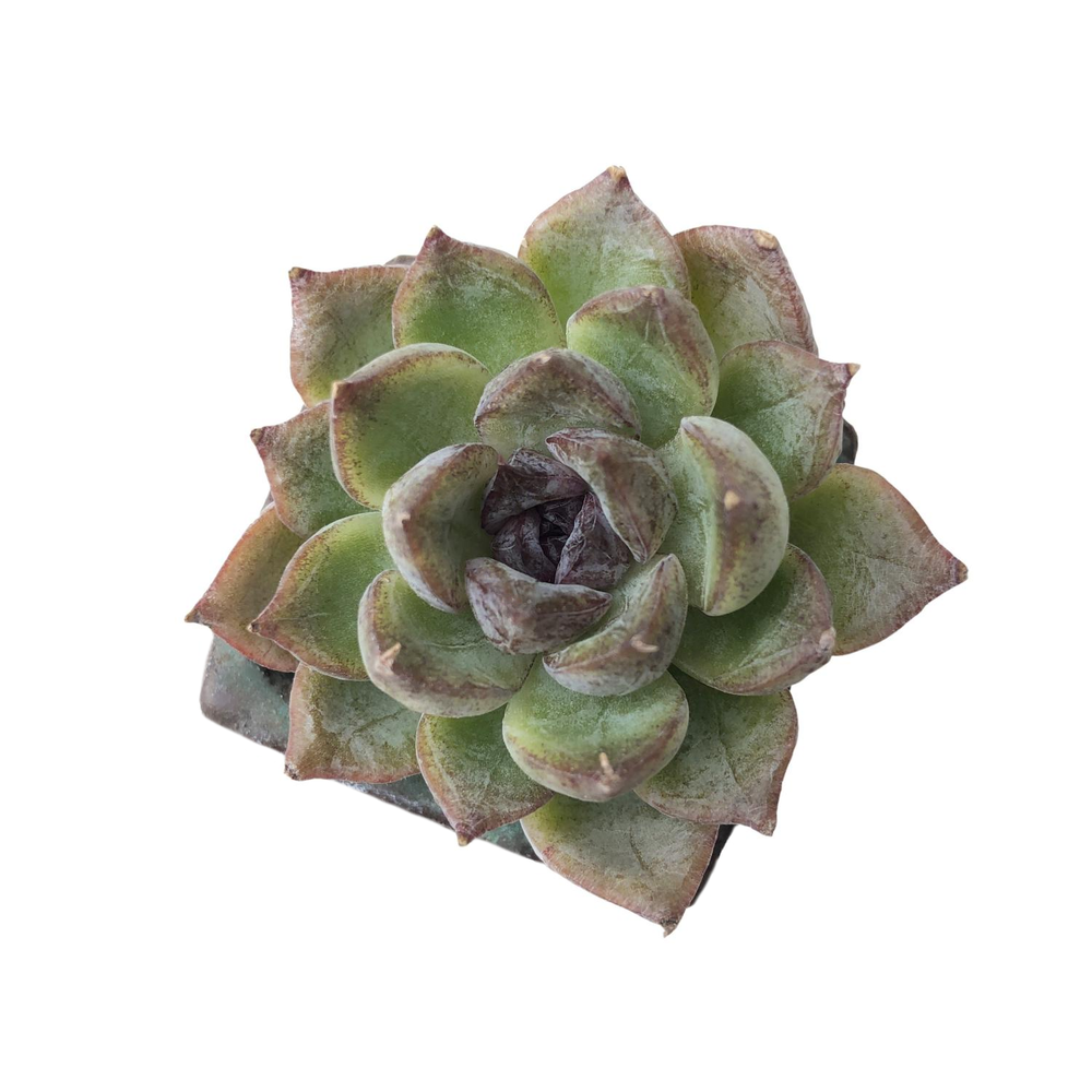 SALE! Echeveria Purple Fairy