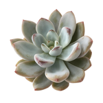 SALE! Echeveria Miss Jean