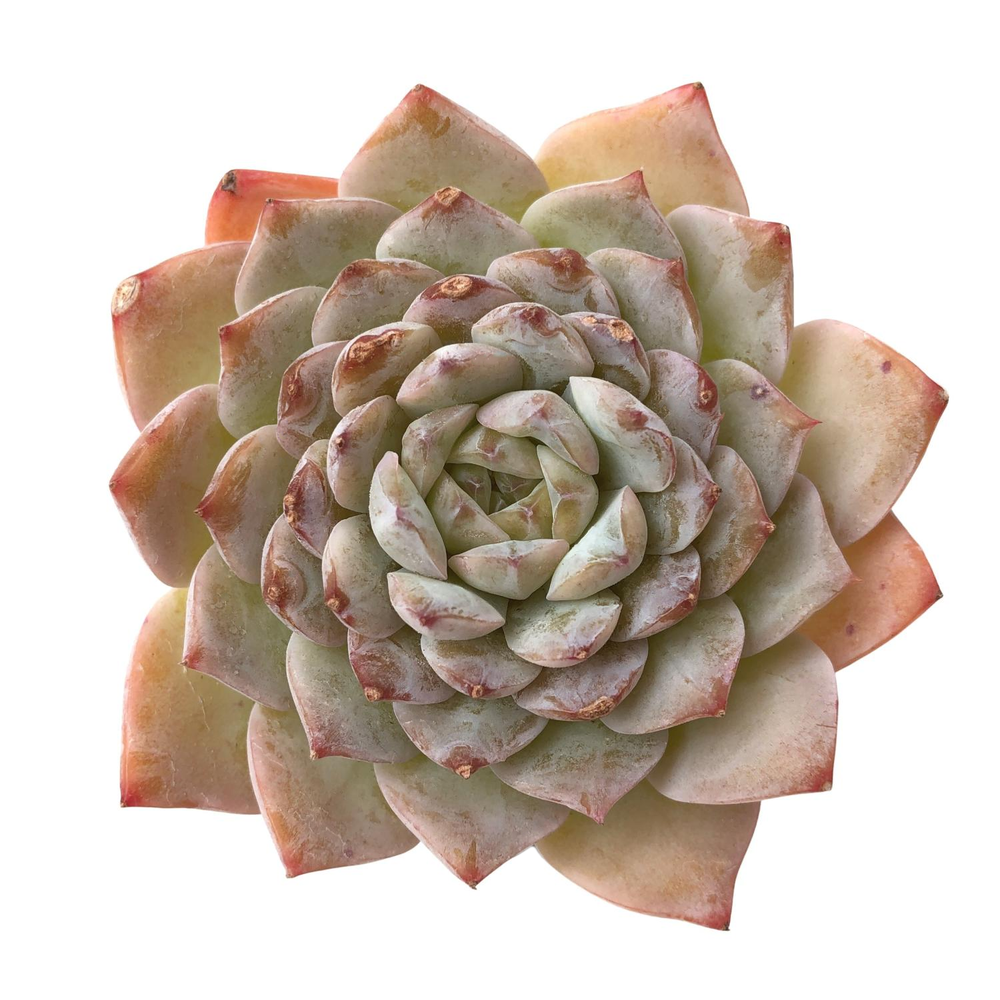 SALE! Echeveria Elio