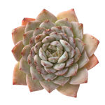 SALE! Echeveria Elio