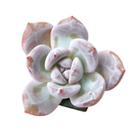 SALE! Echeveria Ivory Hybrid