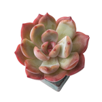 SALE! Echeveria Glam Pink