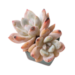 SPECIAL! JUST CART!! Echeveira Orange Monroe