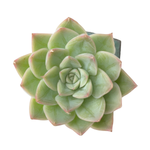 SALE! Echeveria Moon Fairy