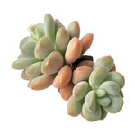 SALE! Pachyphytum Japan Rusby