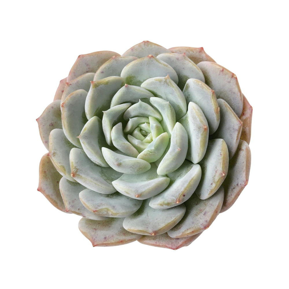 SALE! Echeveria Purple Lane