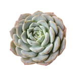 SALE! Echeveria Purple Lane