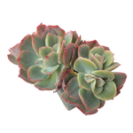 SALE! Echeveria Lexus