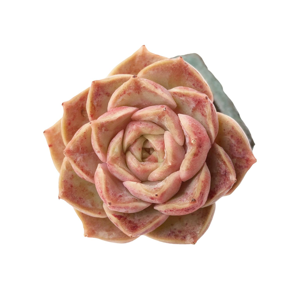 SALE! Echeveria Mohican