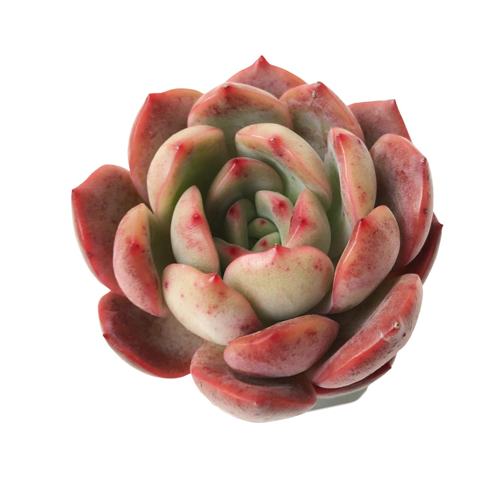 SALE! Echeveria Glam Pink