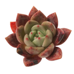 SALE! Echeveria Agavoides Kingom