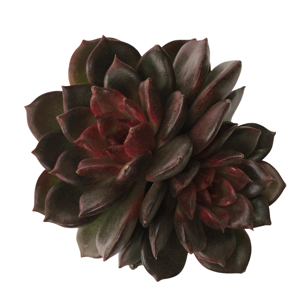 SALE! Echeveria Red Chocolate