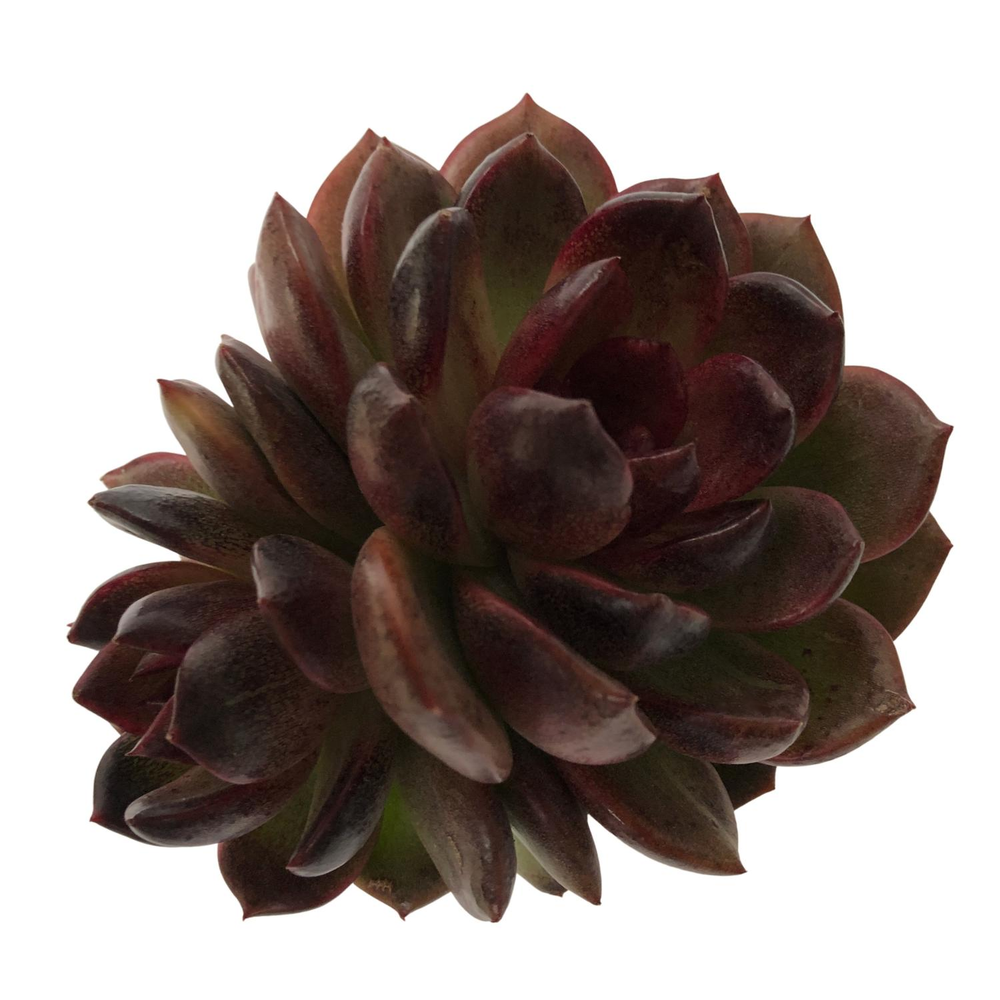 SALE! Echeveria Black Queen Hybrid