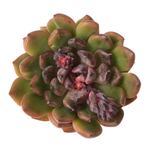 SALE! Echeveria Black Queen Hybrid