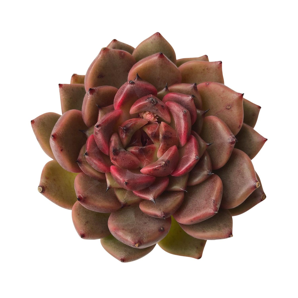 SALE! Echeveria Cindy