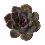 Echeveria Dark Chocolate