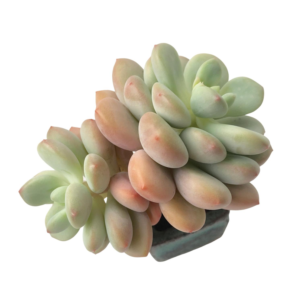 SALE! Pachyphytum Japan Rusby