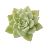 SALE! Echeveria Moon Fairy